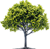 image 28832